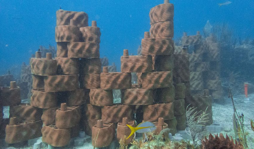 维尔京群岛转向3D打印以复兴珊瑚礁