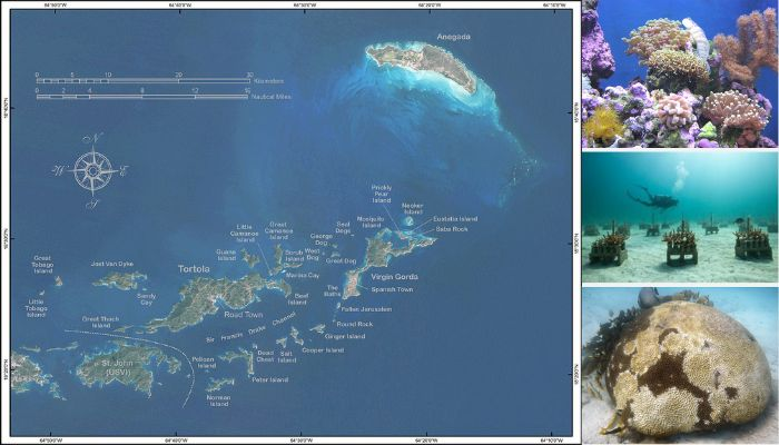 维尔京群岛转向3D打印以复兴珊瑚礁